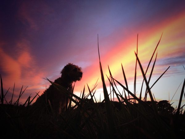 Photograph of my Border Terrier called Coco at sunset