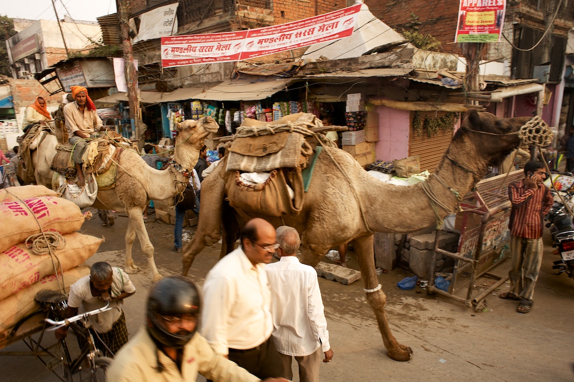 photographs of camels in streets of varanasi