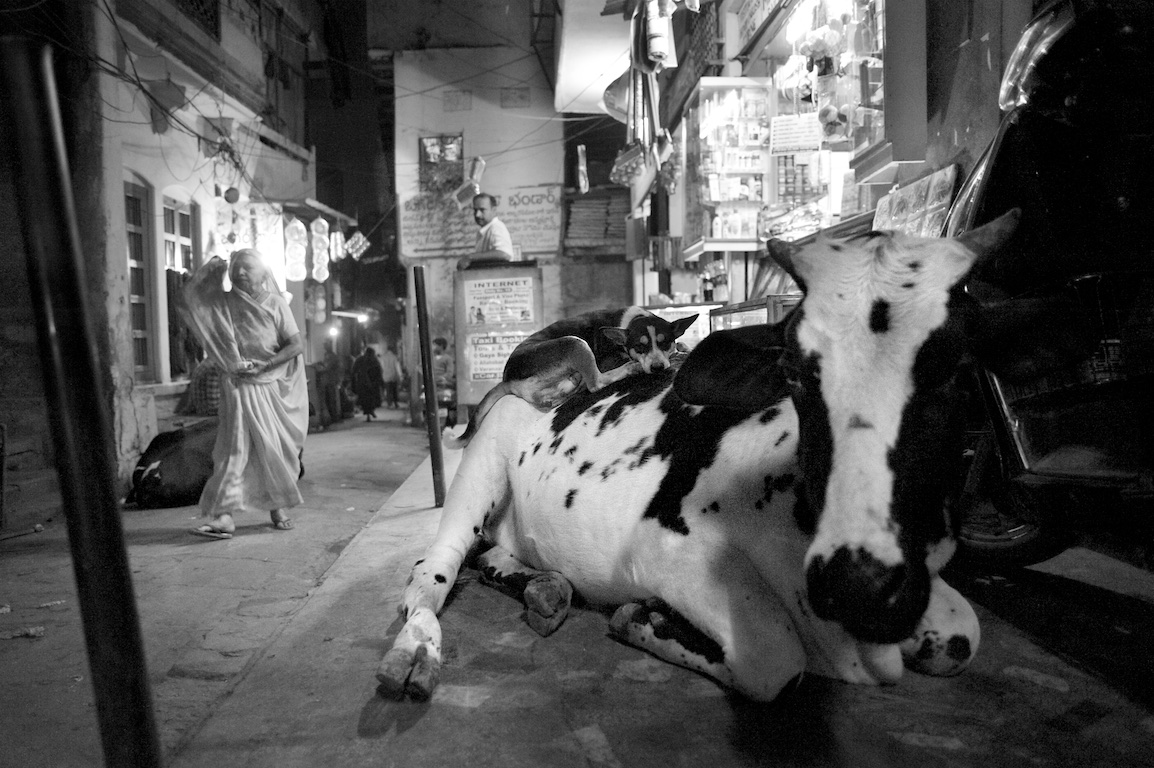 photograph of dog sitting on cows back in India