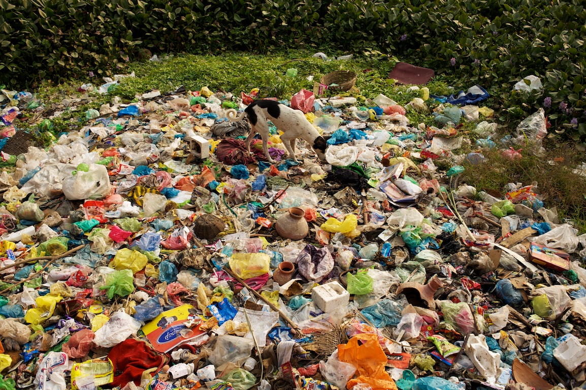 dog walks across rubbish in Varanasi in India