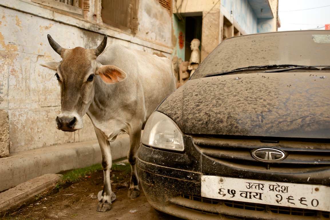 Photograph of cow and vehicle in varanasi