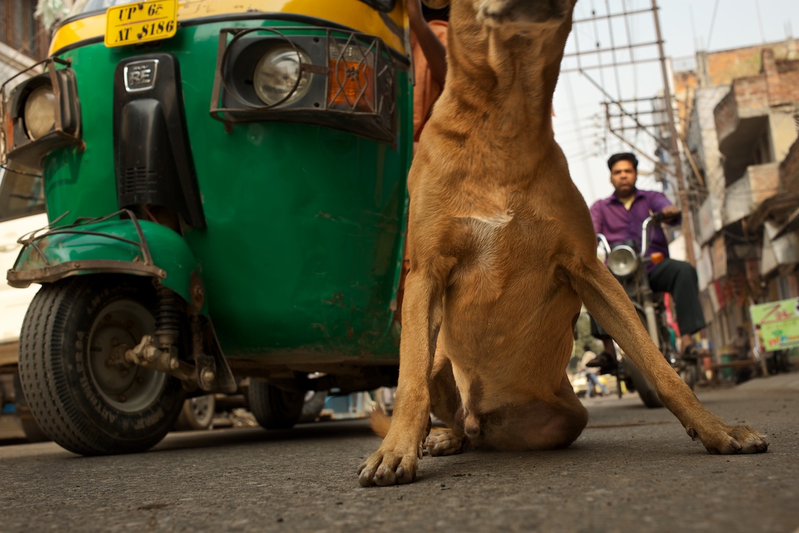 Photograph of took took and dog on the streets of Varanasi