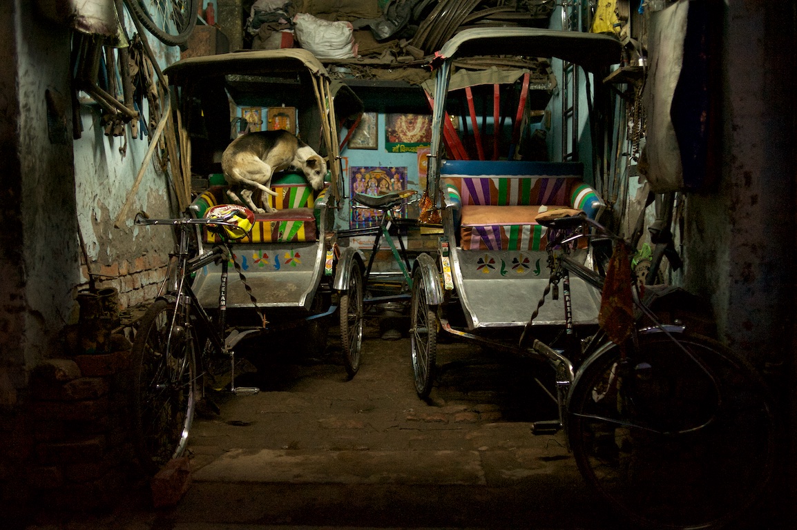 Dog curls up in rickshaw seat at night