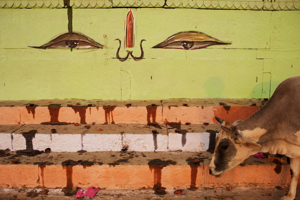 wall paintings and cow in varanasi
