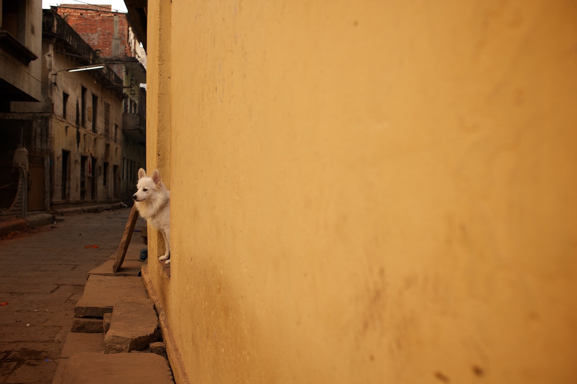 photograph of dog looking out from house doorway in varinasi