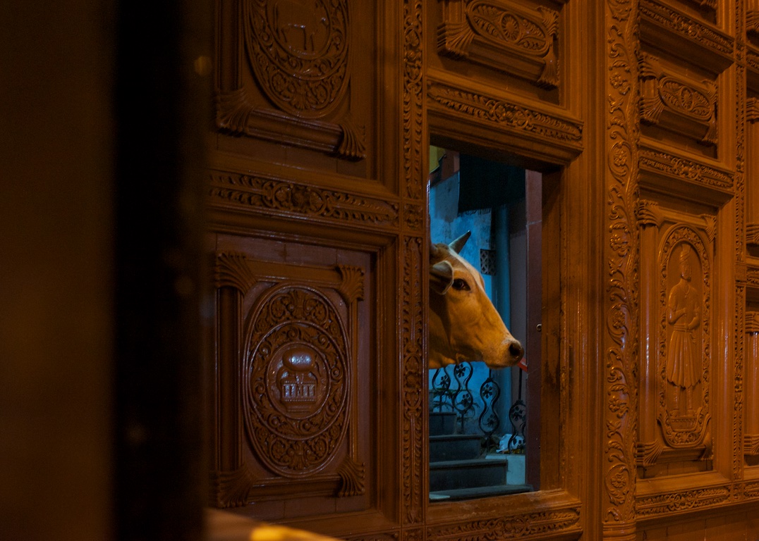 cow exits doorway in varanasi, India