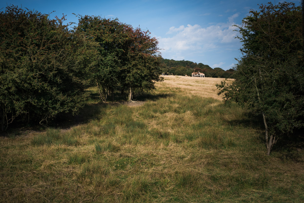 Photograph of giraffes at port Lympne