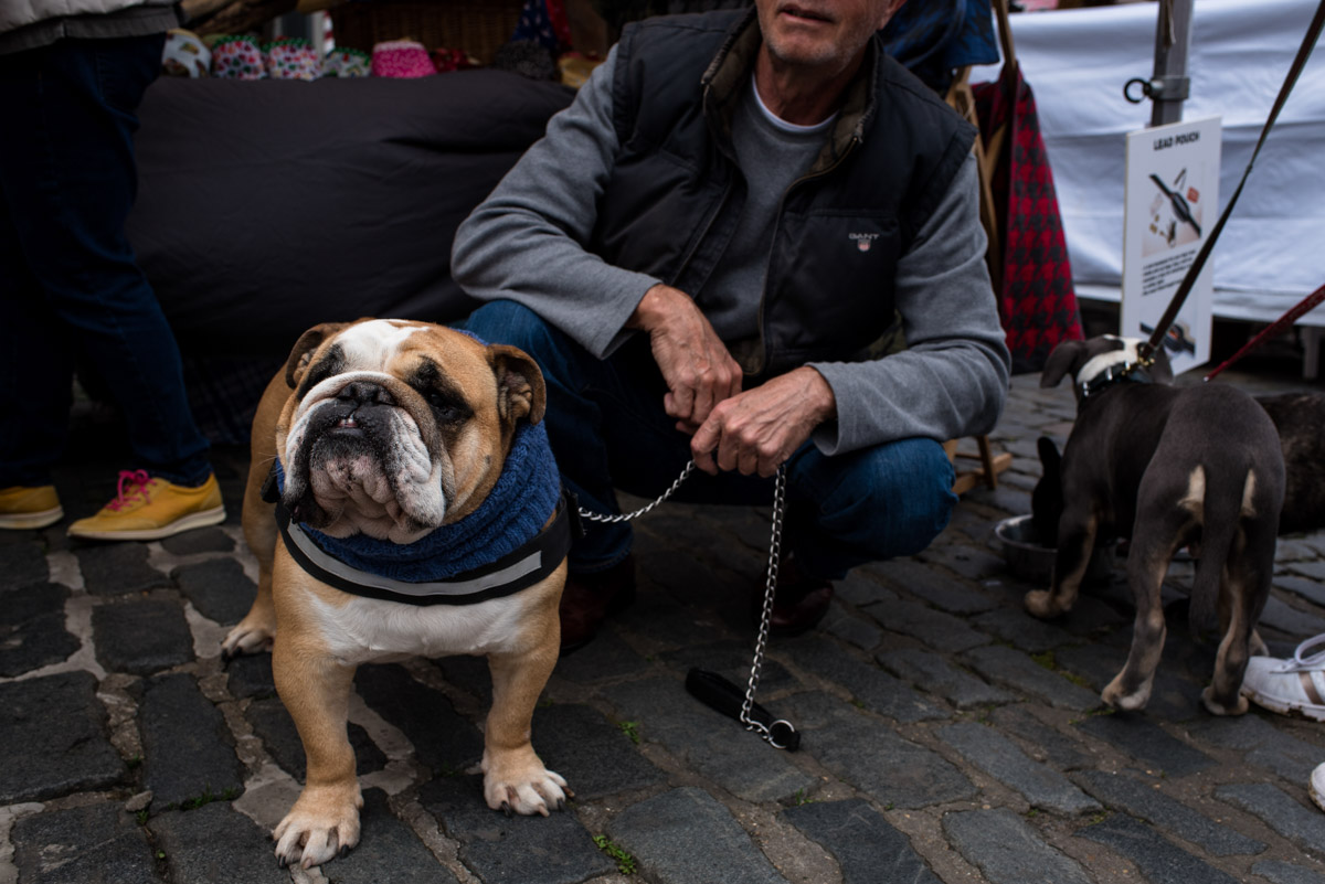 Bull dog photographed at Faversham dog show in Kent