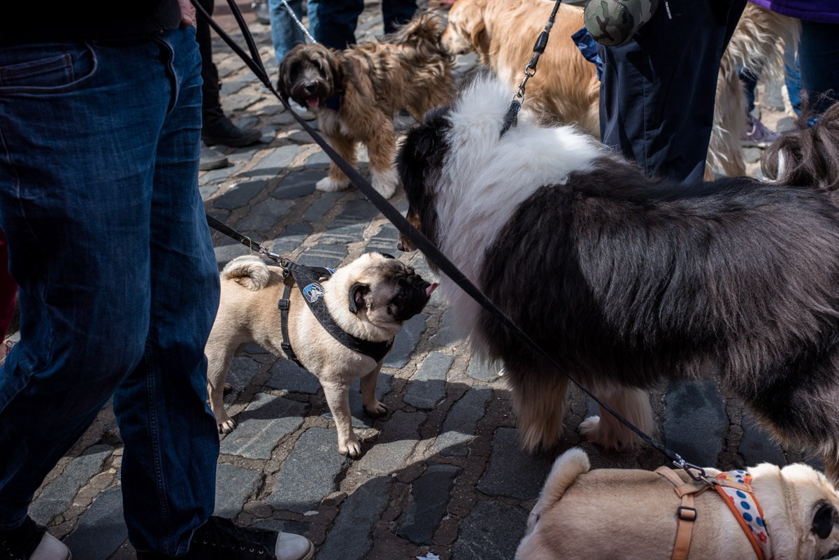 photograph of pug at faversham dog show in kent