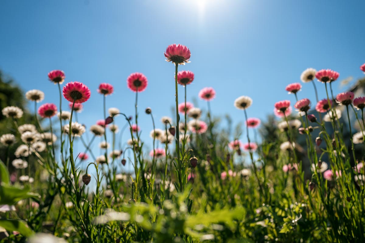 Woodchurch Cottage Flowers before being picked