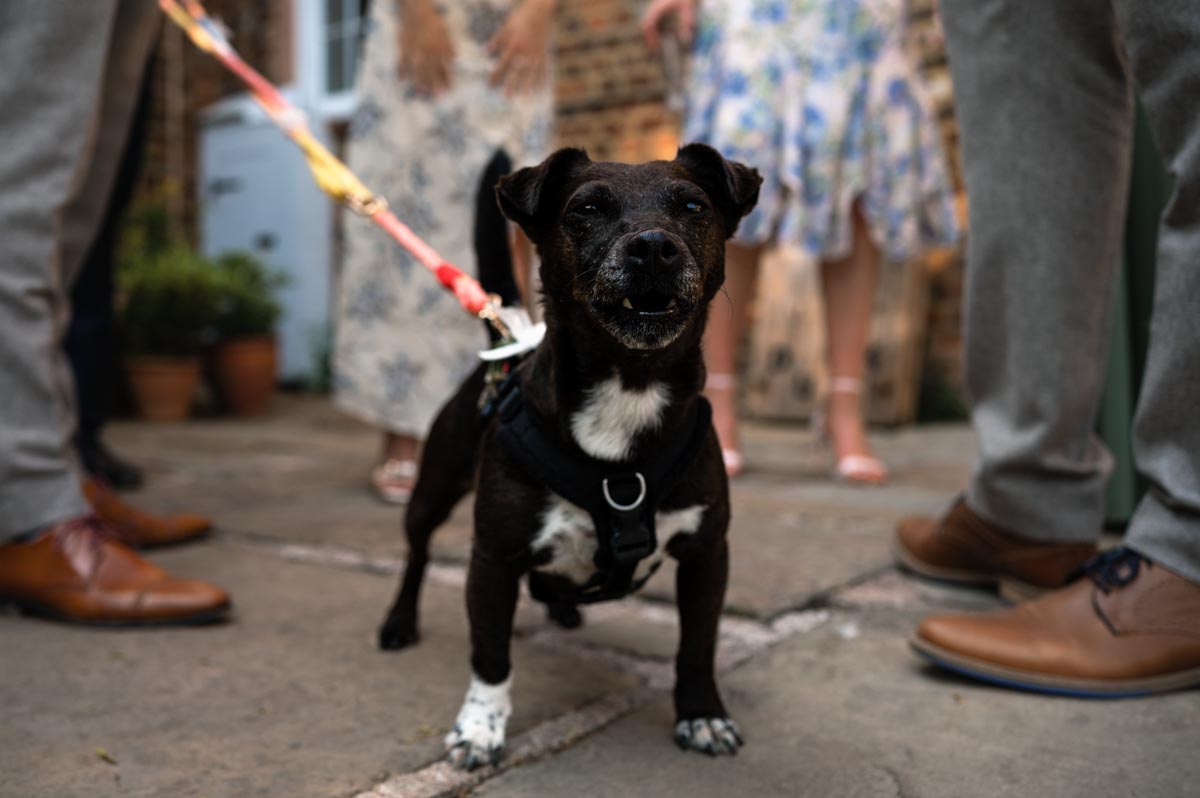 photograph of fred and beccas dog at their wedding at the secret garden in kent