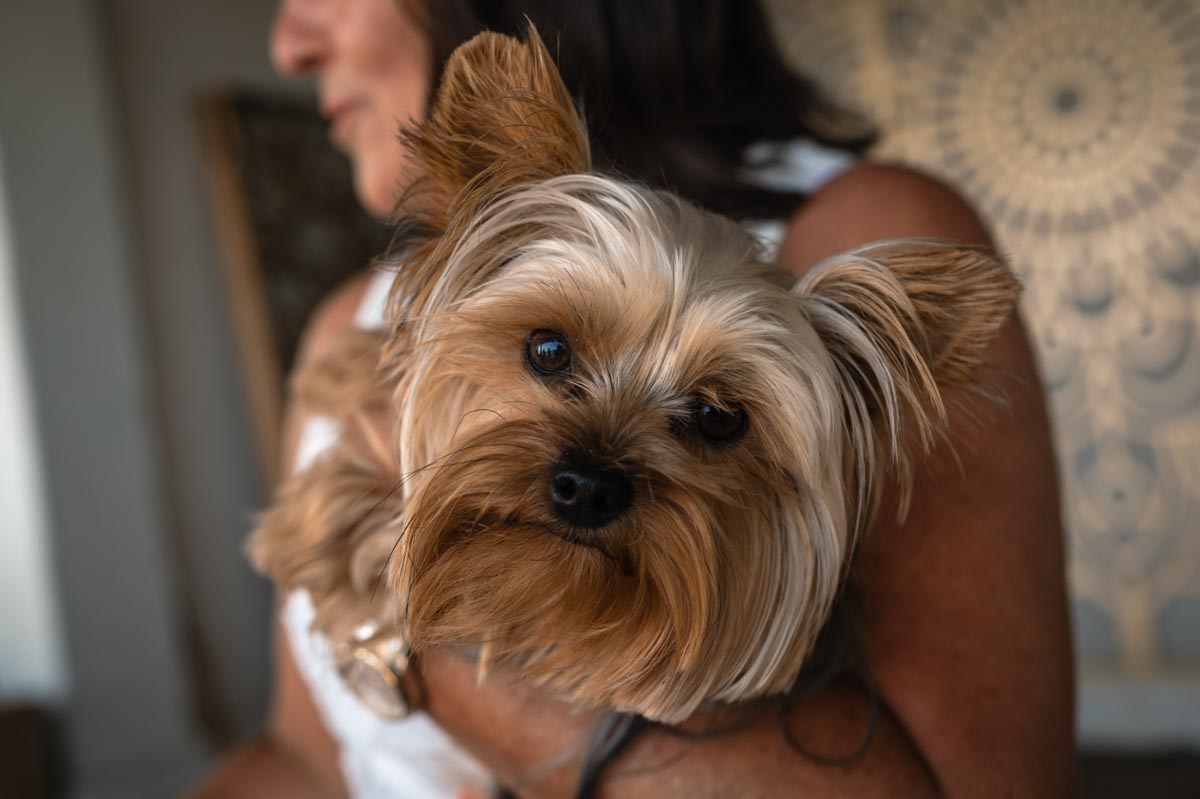 Dog photography at wedding