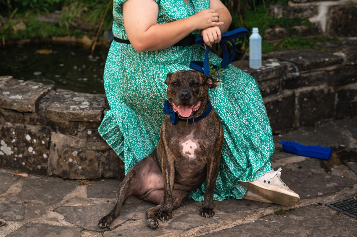Bride and grooms dog at their wedding at swallows oast