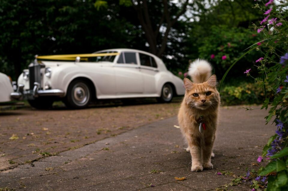 How I approach photographing your wedding details. unexpected moment when cat walks in front of wedding car